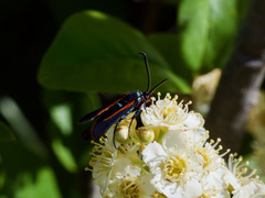 Synanthedon polygoni