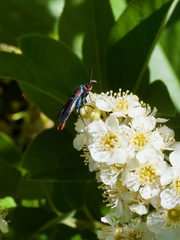 Synanthedon polygoni