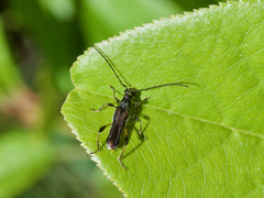Callimoxys fuscipennis