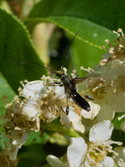 Callimoxys fuscipennis