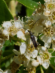 Callimoxys fuscipennis