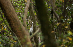 Egretta garzetta