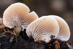 Lentinellus montanus