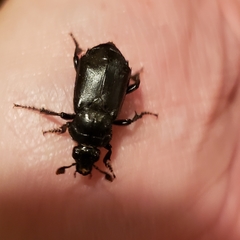 Nicrophorus guttula