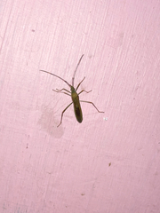 Leptocorisa