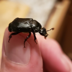 Nicrophorus guttula