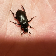 Nicrophorus guttula