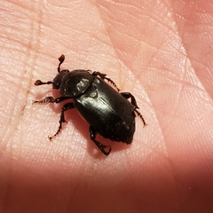 Nicrophorus guttula