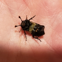 Nicrophorus guttula
