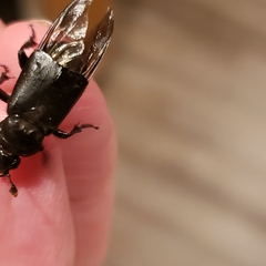 Nicrophorus guttula