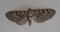 Eupithecia venosata
