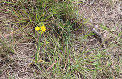 Ornithogalum dubium