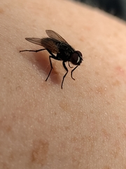 Musca