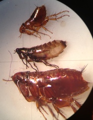 Siphonaptera