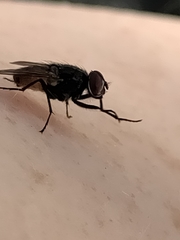 Musca