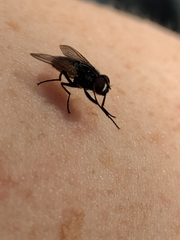 Musca