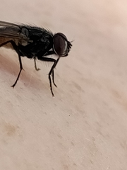 Musca