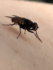 Musca