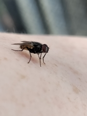 Musca