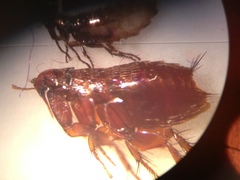 Siphonaptera