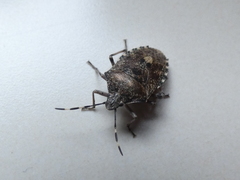 Rhaphigaster nebulosa
