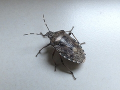 Rhaphigaster nebulosa