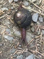 Monadenia subcarinata