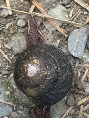 Monadenia subcarinata