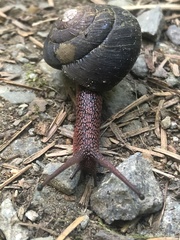 Monadenia subcarinata