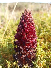 Orobanche foetida