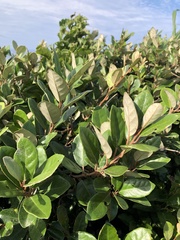 Elaeagnus formosana