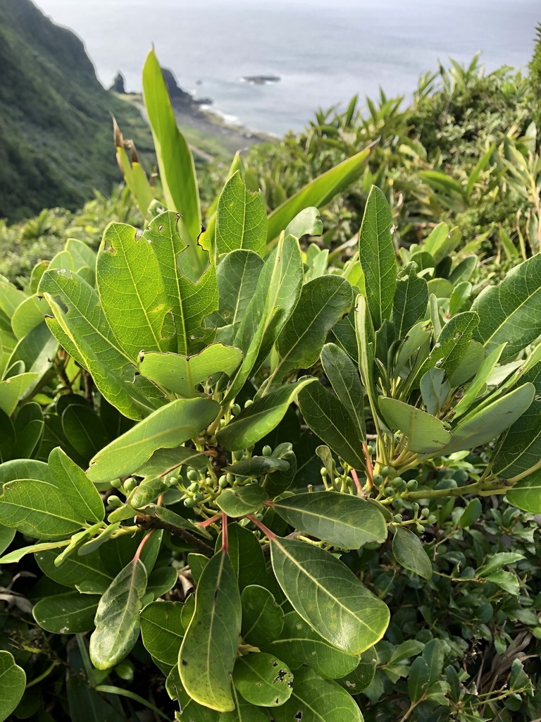 Daphniphyllum