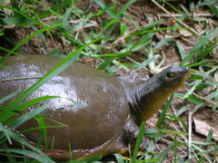 Lissemys punctata punctata