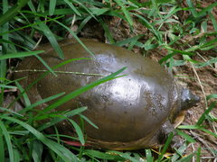 Lissemys punctata punctata