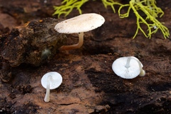 Collybia bakerensis