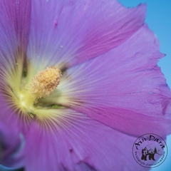 Alcea digitata