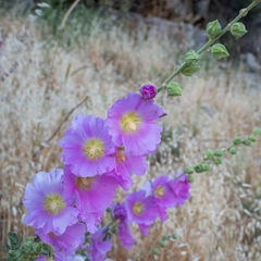 Alcea digitata