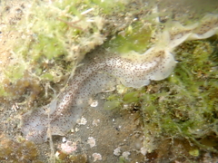 Enchiridium punctatum