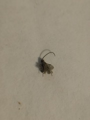 Hemiptera