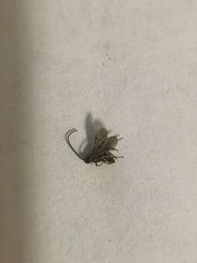 Hemiptera