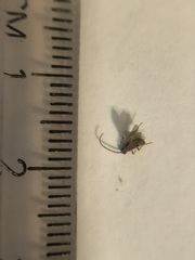 Hemiptera