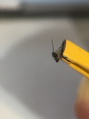 Hemiptera