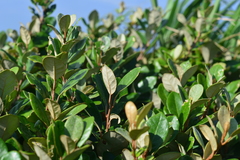 Elaeagnus formosana