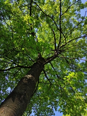 Prunus avium