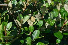 Elaeagnus formosana