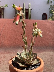Echeveria setosa