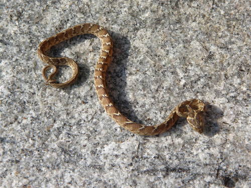 Common Cat Snake