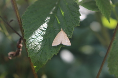 Udea lutealis