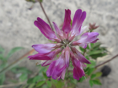 Astragalus sinicus