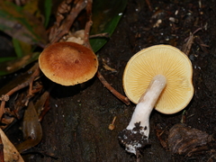 Gymnopilus ferruginosus
